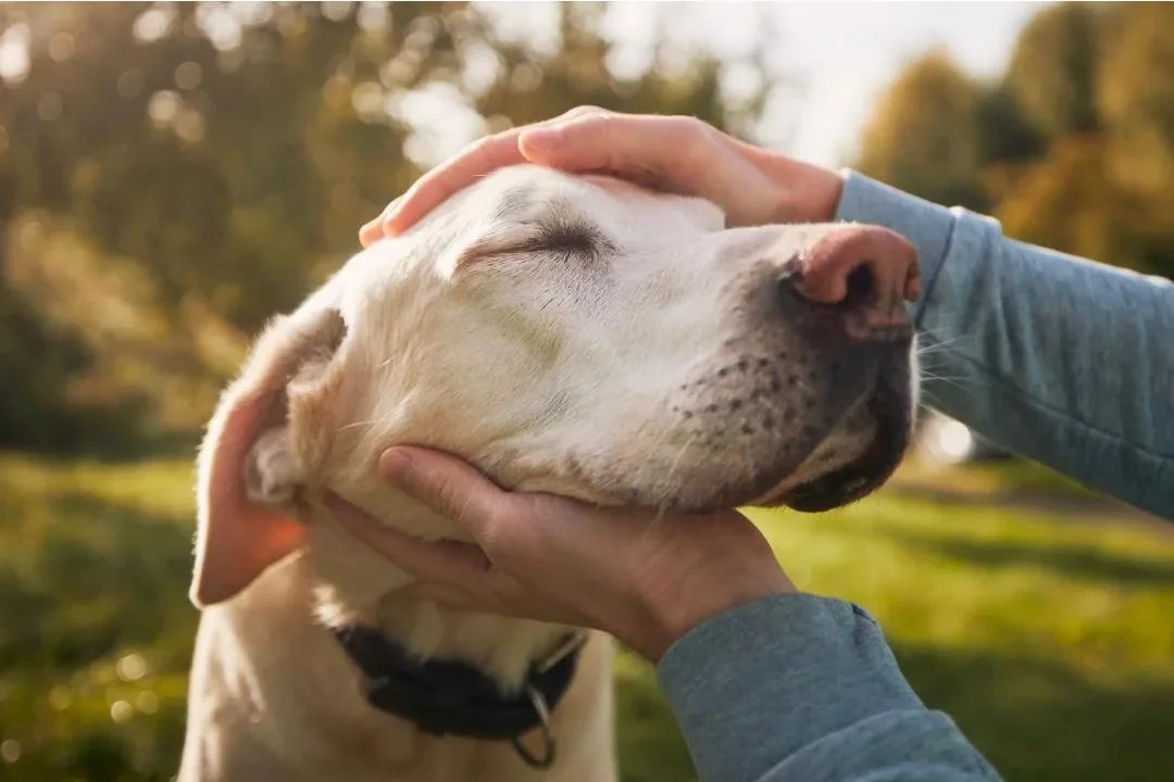 A dog resting calmly and gently cared for
